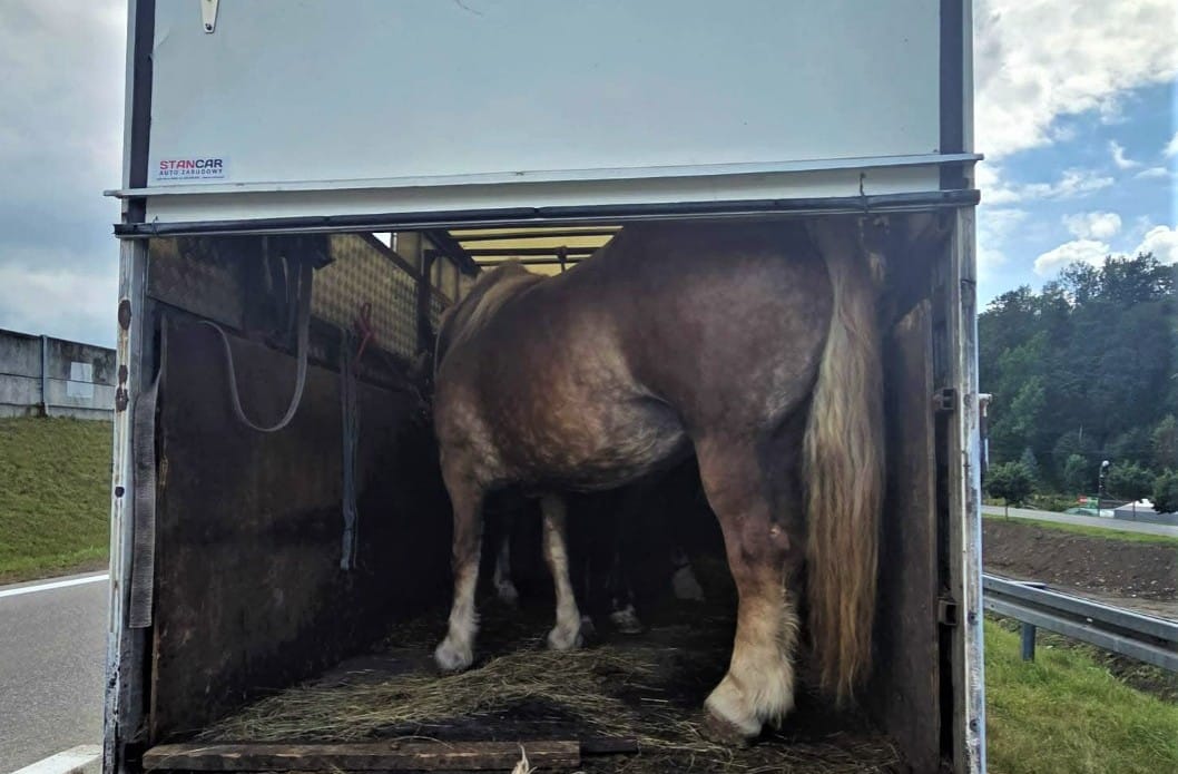 Trzy konie w dostawczaku o ładowności 460 kg, jeden ze związanymi kopytami. Trzech mężczyzn usłyszało wyrok Zdjęcie wpisu