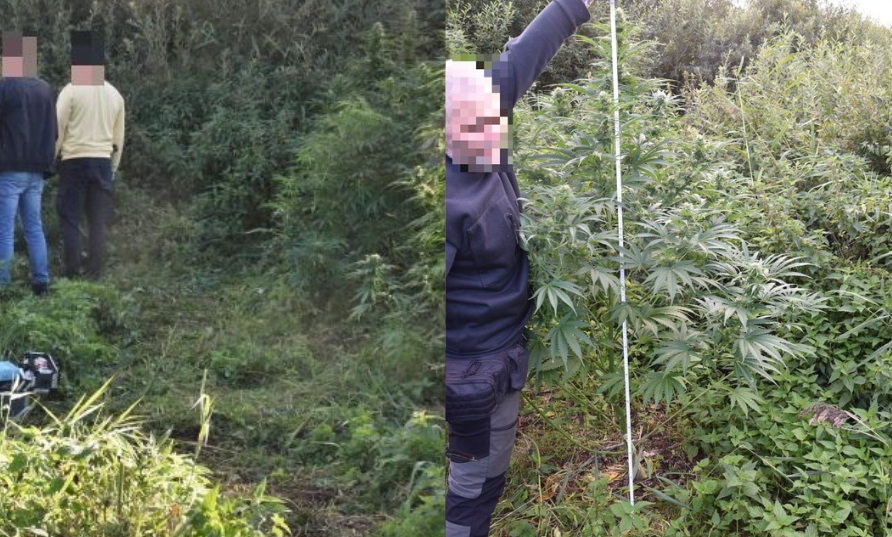 Powiedział, że ma receptę na medyczną marihuanę. Policjanci znaleźli 4 kilogramy suszu i 39 krzaków Zdjęcie wpisu