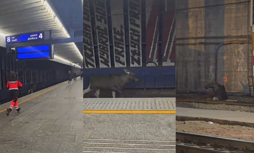 Łoś wtargnął na tory w centrum Warszawy i dotarł na peron Dworca Centralnego. "Łosiemdziesiąt minut" akcji Zdjęcie wpisu
