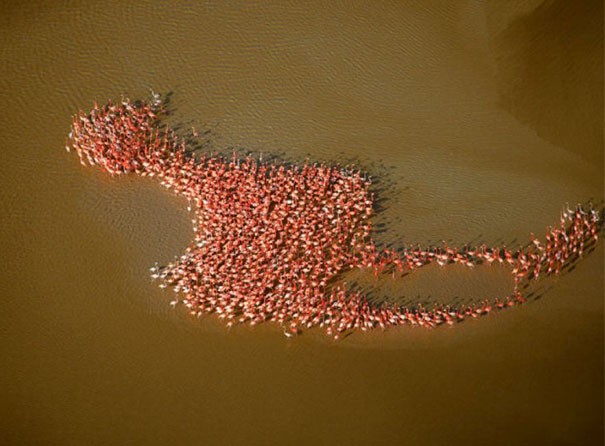 Stado flamingów ustawione w wielkiego flaminga 