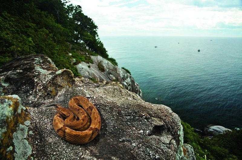 Ilha da Queimada Grande zwana też wyspą węży
