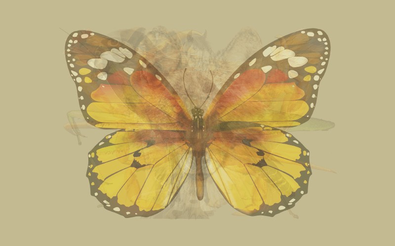 5. Motyl