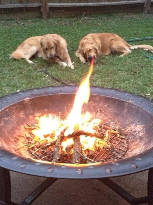 13. Ten pies wcale nie zieje ogniem. 