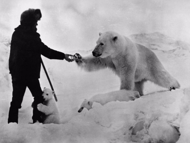 1. Podróżnik  przekazuje niedźwiedziowi polarnemu puszkę skondensowanego mleka. ZSSR, lata 80 XX wieku.