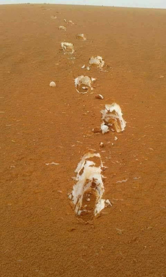 5. Pustynia w Algierii: piasek pokryty śniegiem, wyglądający niczym tiramisu.