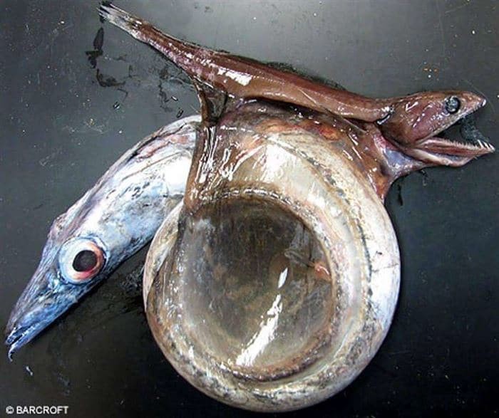 15. Ryba głębinowa o nazwie  Black Swallower, jest wstanie połknąć zdobycz 10 razy większa niż ona sama, tym razem przesadziła 