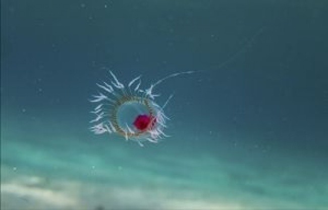1. Nieśmiertelna meduza