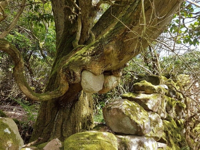 Drzewo, które "ukradło" kamienie z muru