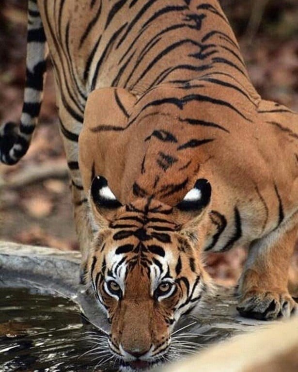 8. Tygrys z tygrysem na plecach 