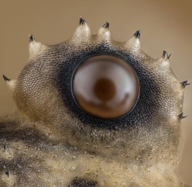 Oko pająka pod mikroskopem 