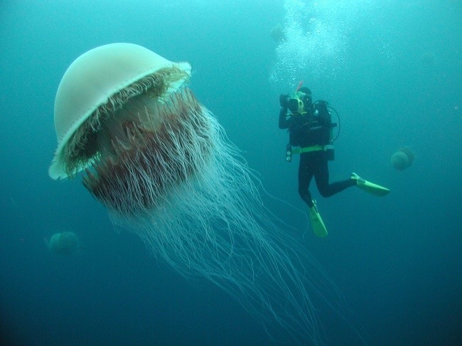 Meduza wielkości człowieka