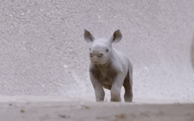 Nosorożec 