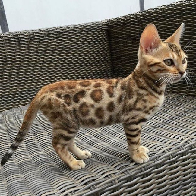 Niezwykły kot bengalski