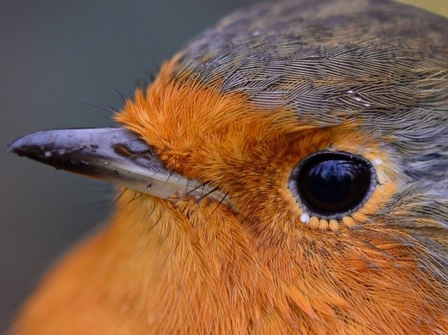 Ten ptak ma malutkie piórka wokół swoich oczu