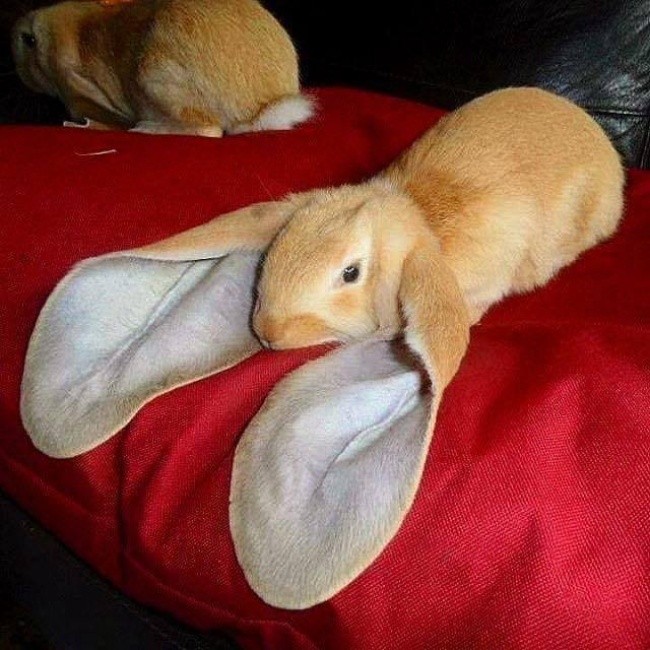 Natura obdarzyła tego królika niezwykle długimi uszami