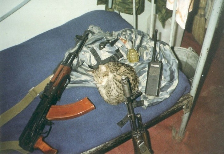 7. Kot Nohcha, maskotka rosyjskich oddziałów specjalnych z Kaliningradu, Czeczenia, 1994