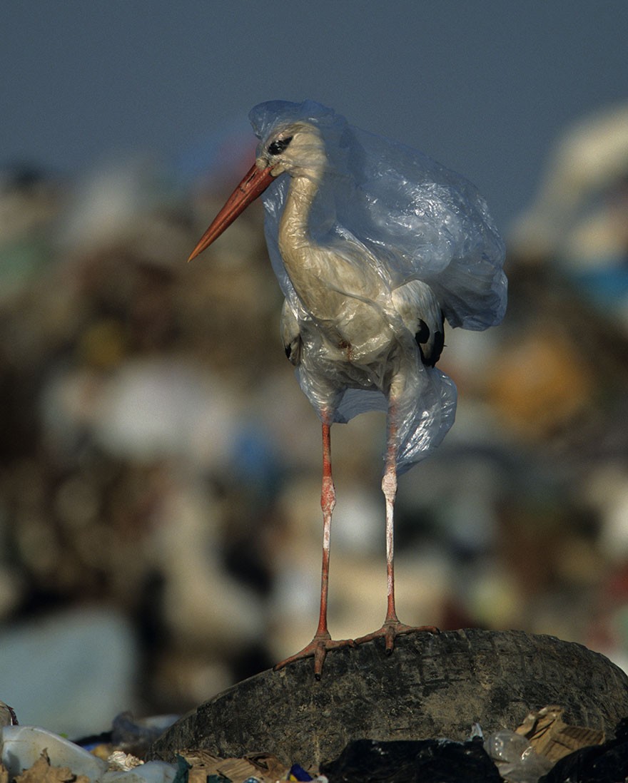Jedna plastikowa torba potrafi zabić więcej niż jeden raz