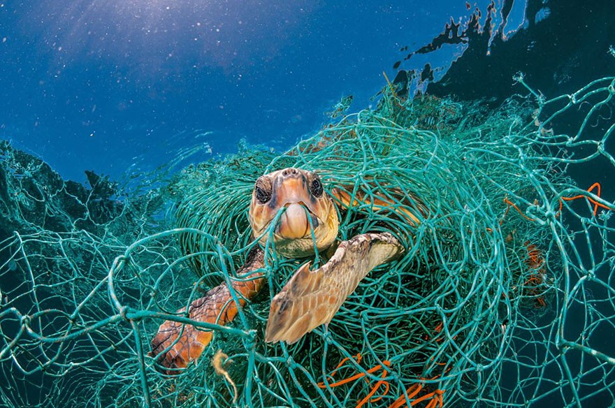 Stare sieci rybackie to też duży problem mórz i oceanów.