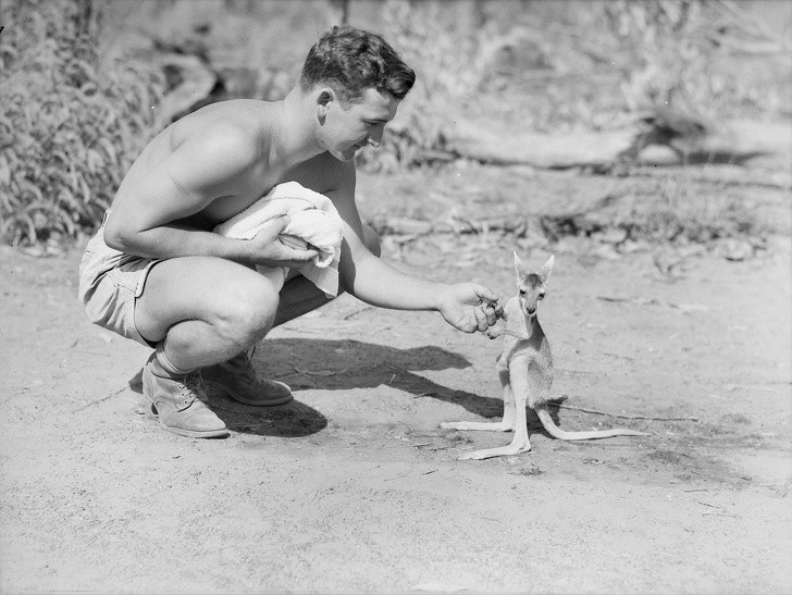Amerykański żołnierz i jego najlepszy przyjaciel – mały kangur. Australia, 1942 rok