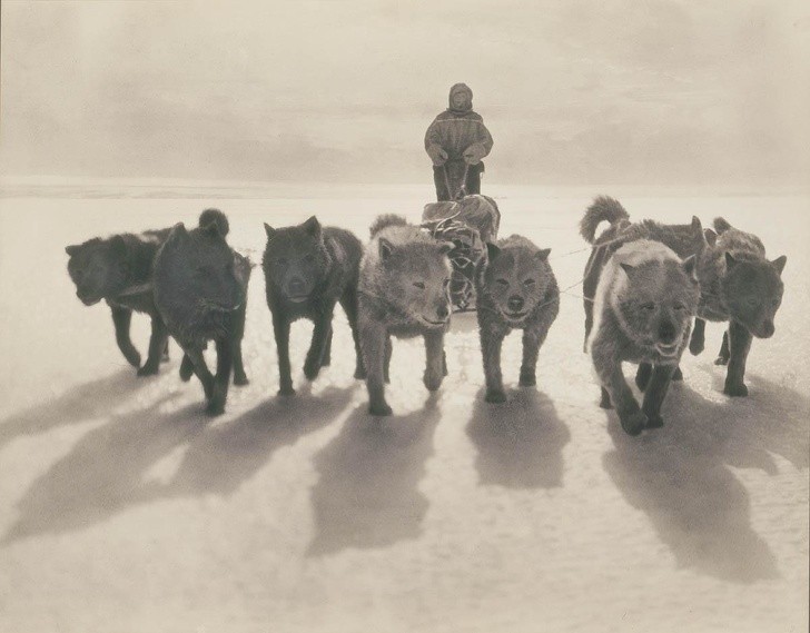 Psy ciągnące zaprzęgi podczas pierwszej austrasaskiej ekspedycji na Antarktydę w latach 1911-1914