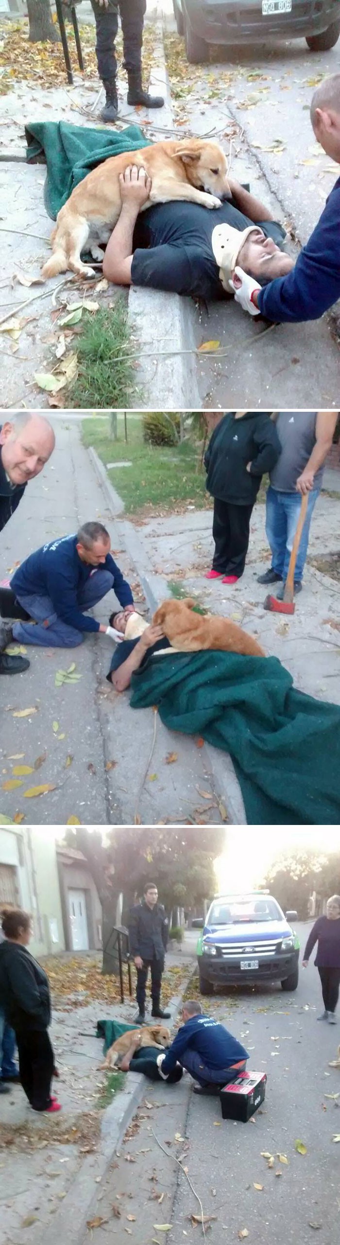 Pies cały czas przytulał swojego właściciela, który doznał obrażeń w wypadku