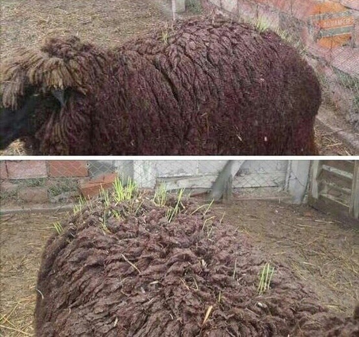 W wełnie tej owcy wyrosła trawa! 