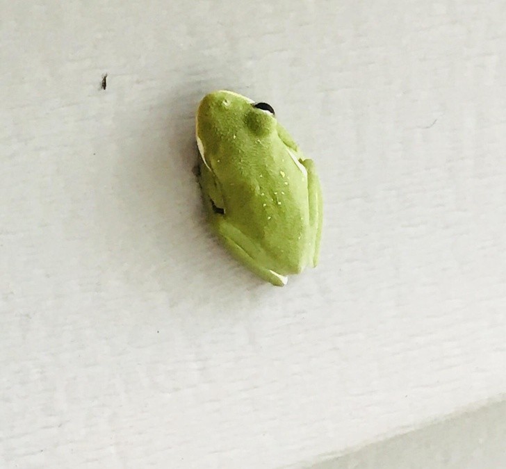 13. Ta jednooka żaba znaleziona na moim podwórku