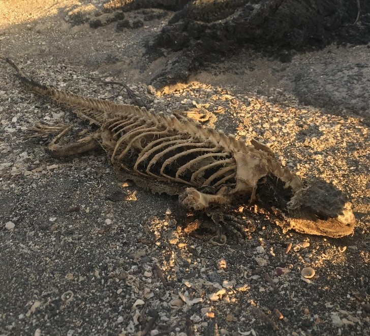 17. Szkielet iguany znaleziony na plaży na wyspach Galapagos