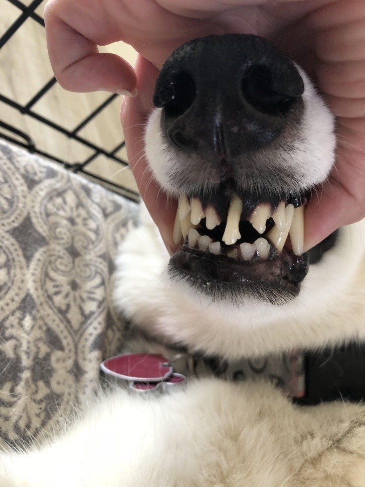 7. Mój pies złamał dolny ząb, przez co górny zajął jego miejsce