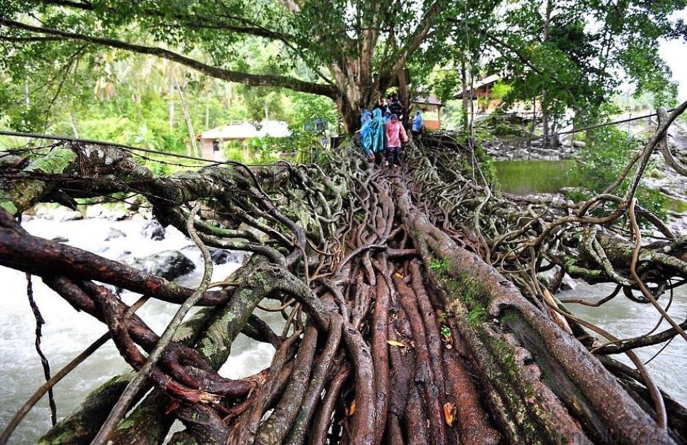 Most stworzony z korzeni drzew, Indonezja