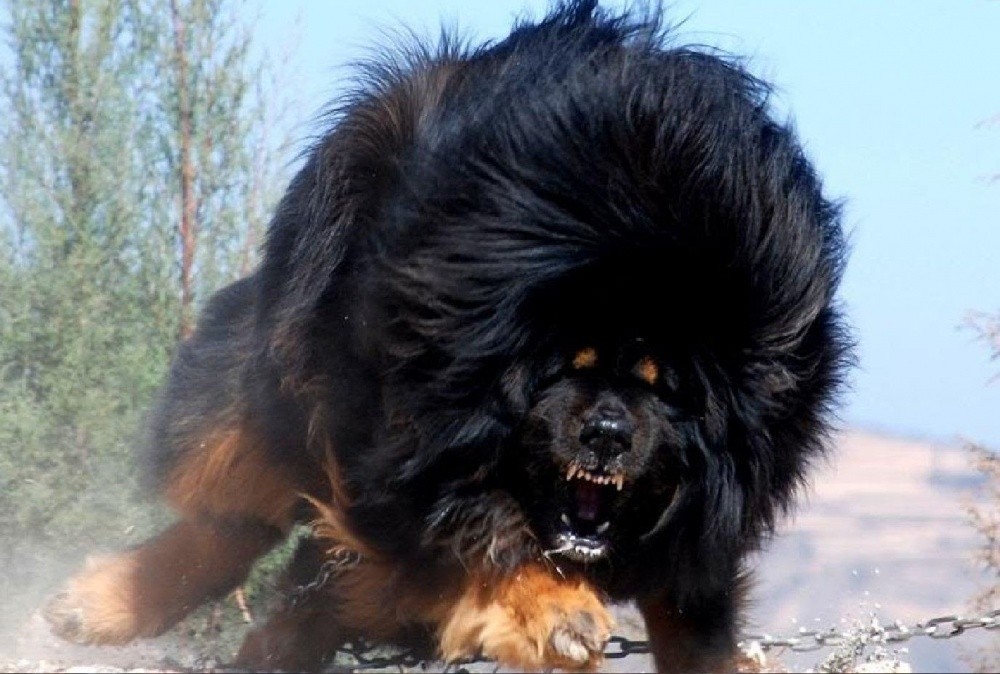 Niezwykła grzywa niezwykłej rasy psa – mastifa tybetańskiego