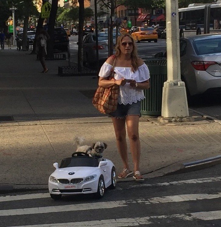 Ten pies  ma swoje BMW