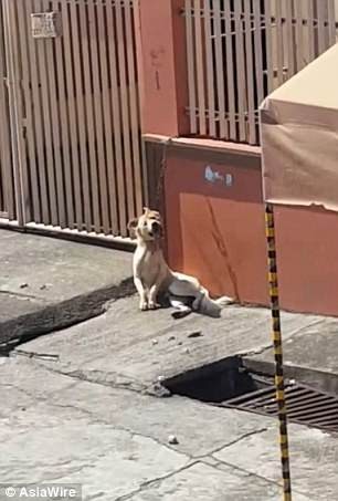 Pies cały czas dyszał, ponieważ był zmuszony siedzieć w słońcu. Był całkowicie bezradny, ponieważ samodzielnie nie mógł się uwolnić