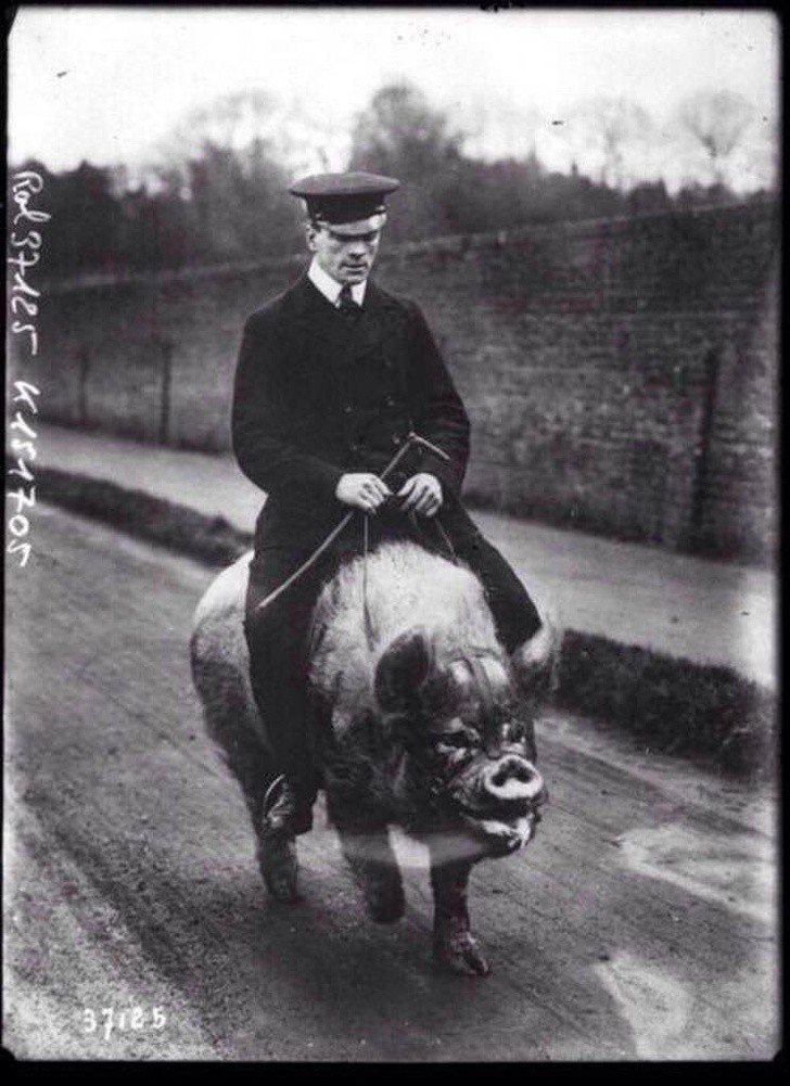 Mężczyzna jeżdżący na świni w Anglii, 1903 rok