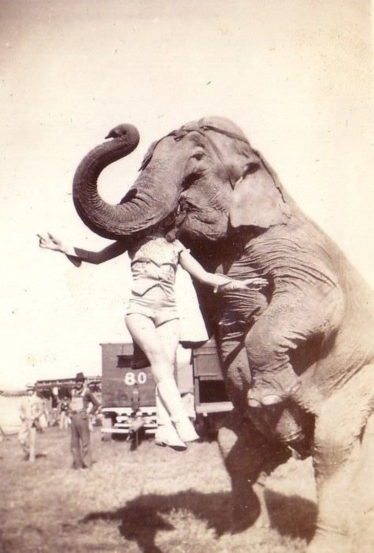Słoń unosi cyrkowca trzymając go za głowę, 1937 rok