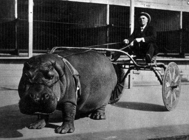 Hipopotam cyrkowy zaprzężony do dorożki, 1924 rok