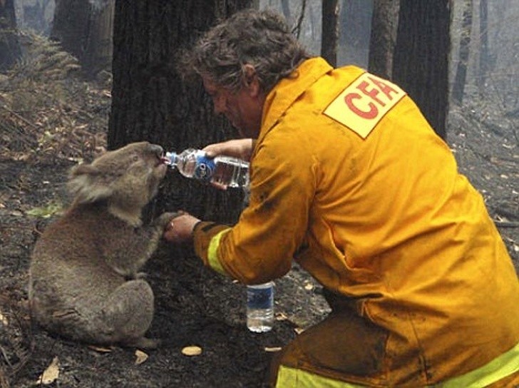 Zwierzęta często są największymi ofiarami pożarów