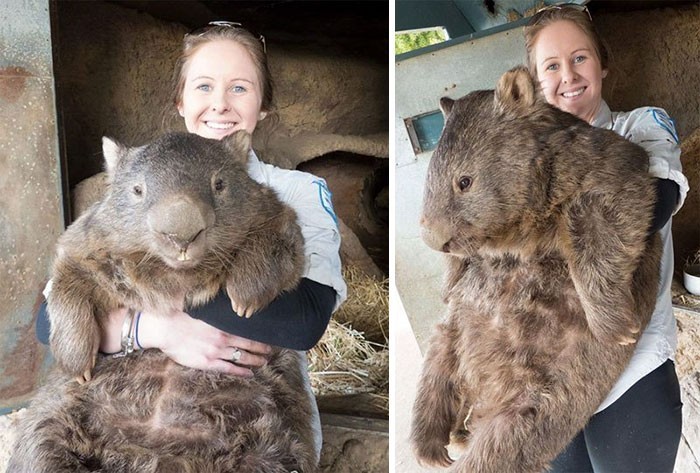 Dorosły wombat