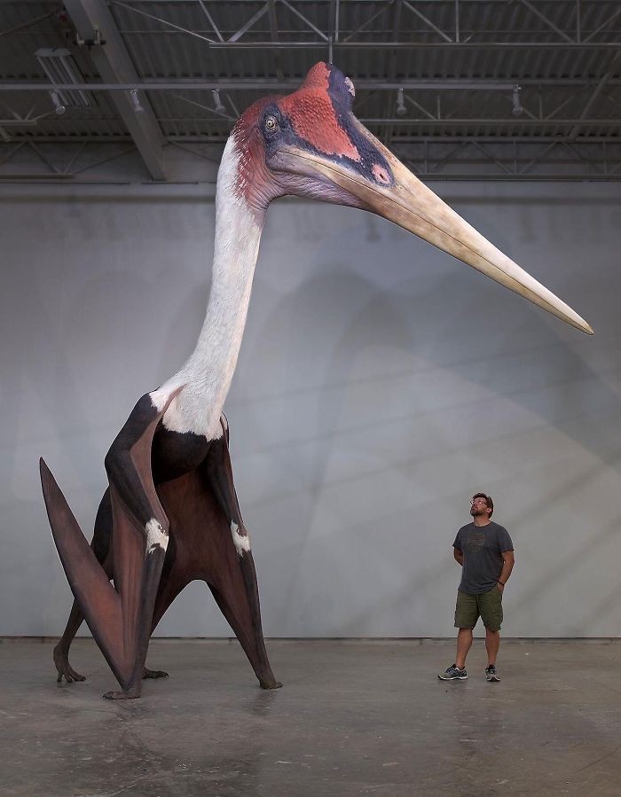 Model kecalkoatla w porównaniu do mężczyzny mierzącego 180 centymetrów. Ten olbrzymi pterozaur jest największym znanym ludzkości latającym zwierzęciem