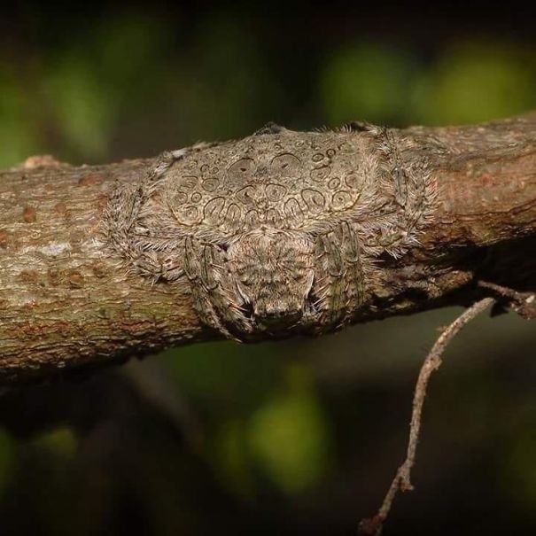 1. Dolophones conifera – pająk potrafiący spłaszczyć swoje ciało i owinąć się wokół gałęzi drzewa, czyniąc się praktycznie niewidzialnym