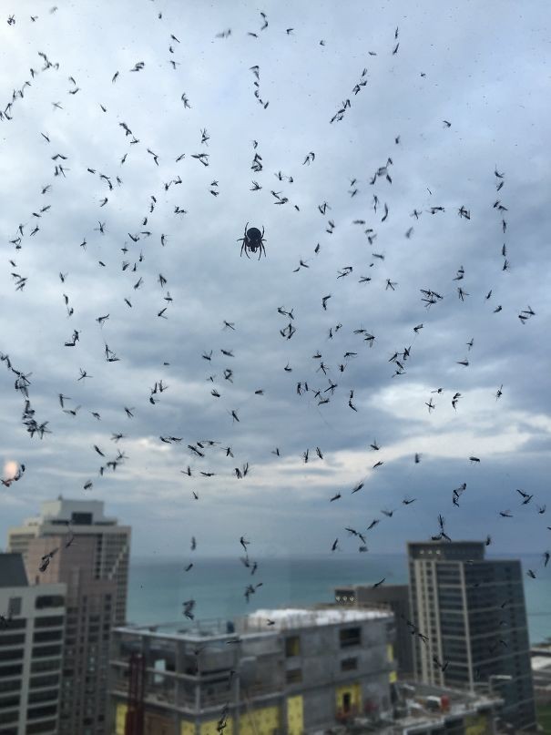 2. Mój ziomek pająk broniący mnie przed malarią za moim oknem