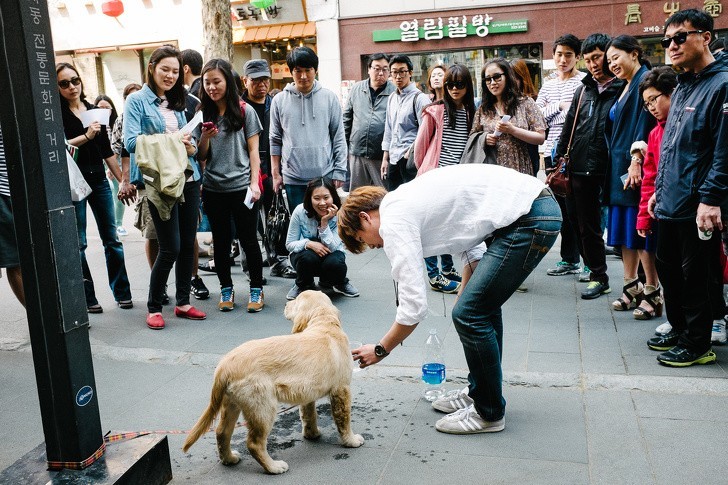 „Duże psy to rzadki widok w Korei. Mój retriever stał się uliczną atrakcją gdy przywiązałam go na chwilę aby skorzystać z toalety”