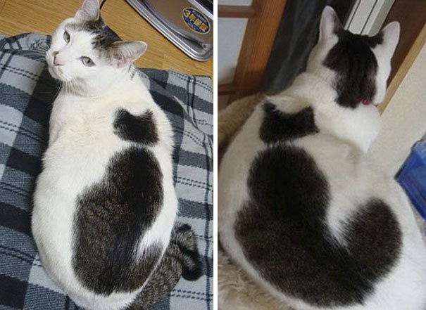 Kociak z wzorem kota na futrze