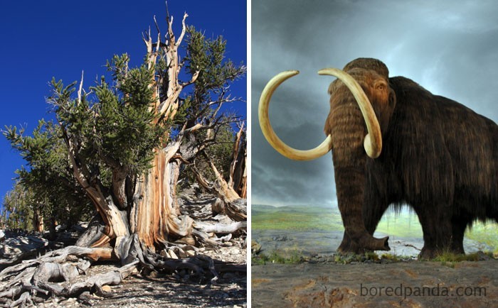 8. Najstarsze żyjące dziś drzewo (sosna długowieczna) miało już 1000 lat, gdy wyginęły ostatnie mamuty włochate