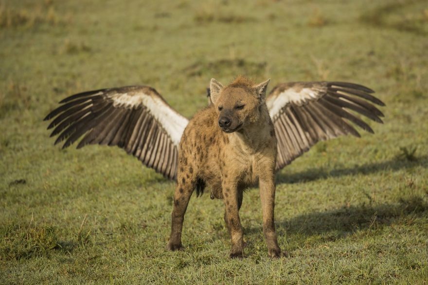 Latająca hiena 