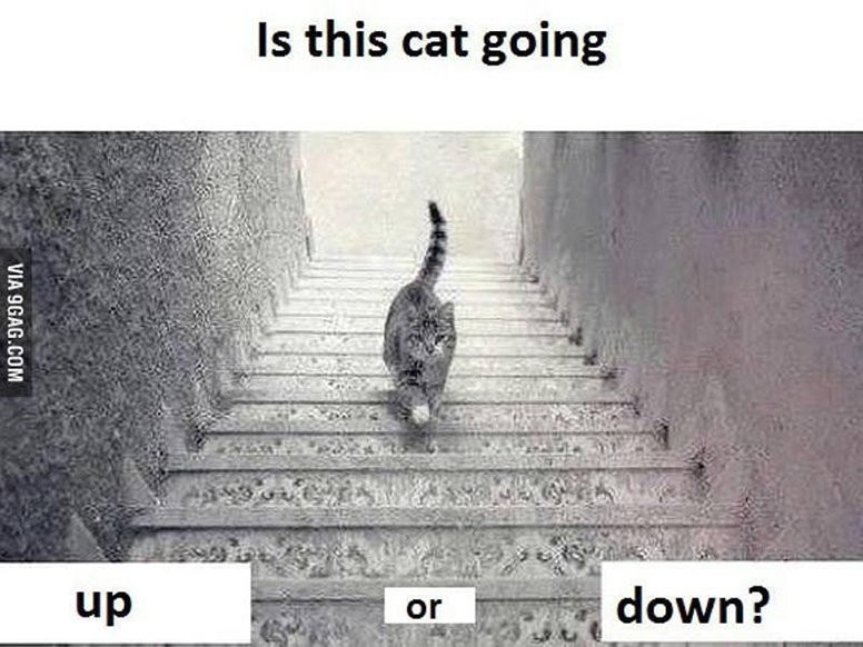 Czy ten kot idzie w górę, czy w dół?
