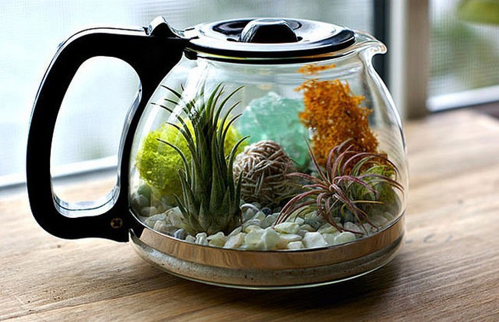 Mini-terrarium w dzbanku do kawy