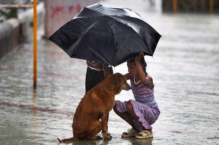 Dzieci chroniące psa podczas ulewy w Indiach 