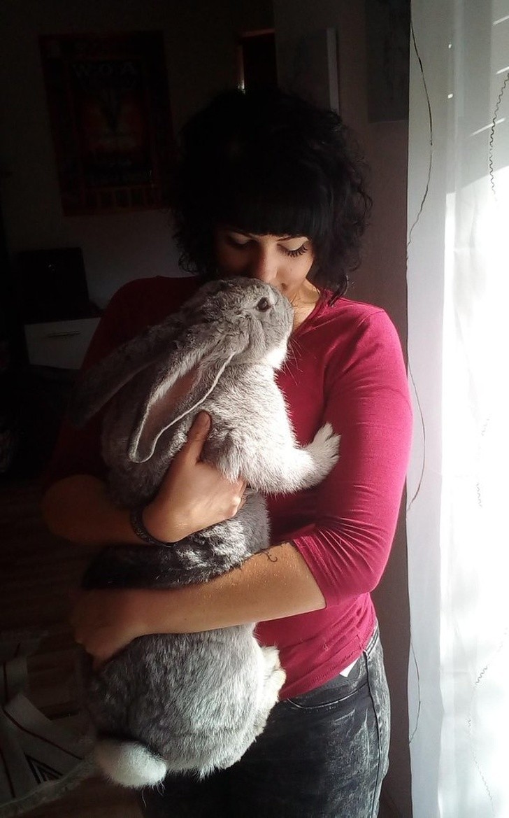 2. „ Ja i mój 8-miesięczny królik belgijski olbrzym o imieniu Kopciuszek. Wciąż rośnie.”