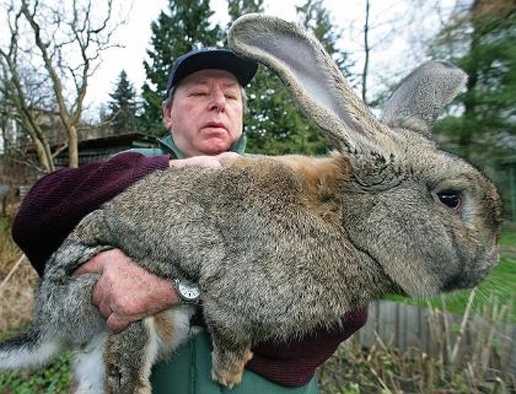 17. Ten królik belgijski olbrzym jest wielkości dorosłego husky'ego.